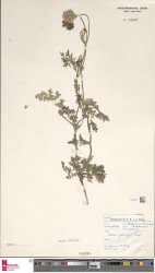 daucus-carota-subsp-gummifer
