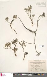 daucus-carota-subsp-maritimus