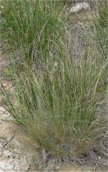 deschampsia-media