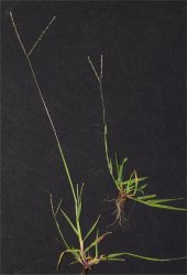digitaria-ischaemum