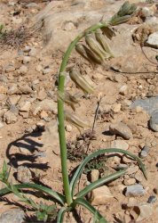 dipcadiserotinum