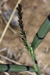 echinochloa-colona