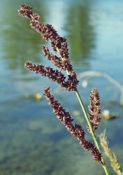 echinochloa-muricata