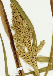 echinochloa-oryzicola