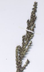 echinochloa-oryzoides