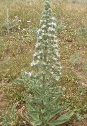 echium-italicum