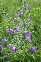 echium-plantagineum