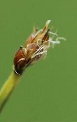 eleocharis-palustris