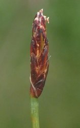 eleocharis-uniglumis