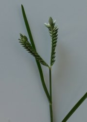 eleusine-tristachya