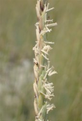 elytrigia-acuta