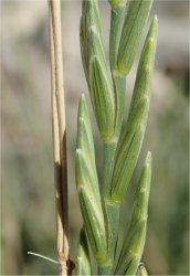 elytrigia-elongata