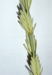 elytrigia-intermedia