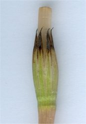 equisetum-arvense