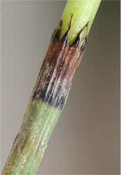equisetum-palustre