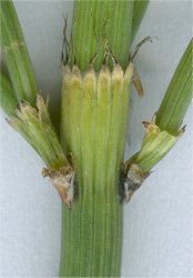 equisetum-ramosissimum