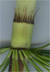 equisetum-telmateia