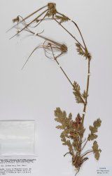 erodium-botrys