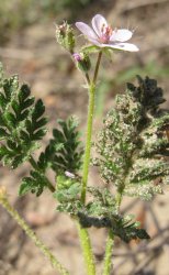 erodium-lebelii