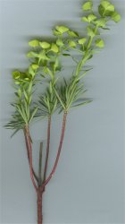 euphorbia-dendroides