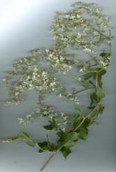 fallopia-baldschuanica