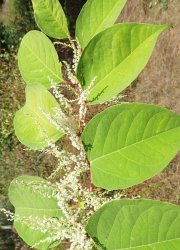 fallopia-japonica