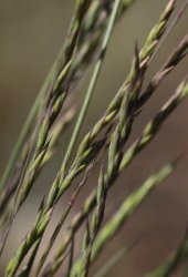 festuca-auquieri