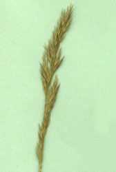 festuca-cinerea