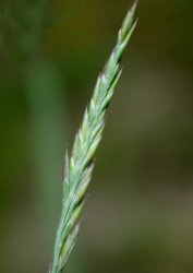 festuca-marginata
