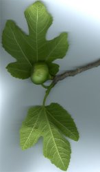 ficus-carica