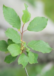frangula-alnus