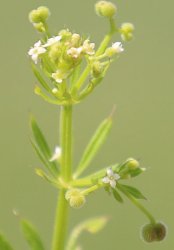 galium-aparine-subsp-aparinella