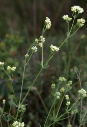 galium-cinereum