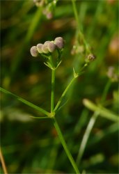 galium-debile