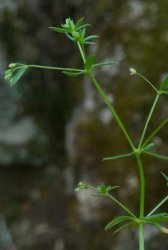 galium-divaricatum