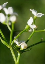 galium-elongatum