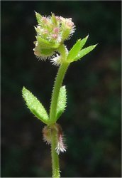 galium-murale