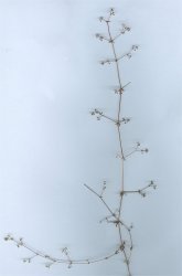 galium-parisiens