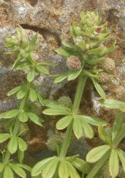 galium-verrucosum