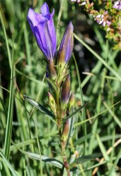 gentiana-pneumonanthe
