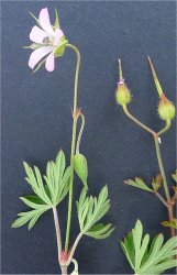 geranium-columbinum