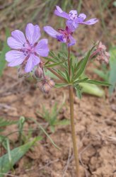 geranium-tuberosum