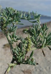 heliotropium-curassavicum