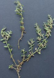 herniaria-hirsuta