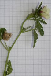 hibiscus-trionum