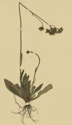 hieracium-anchusoides