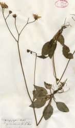 hieracium-cinerascens