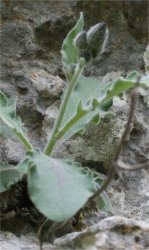 hieracium-liottardii-tout.jpg