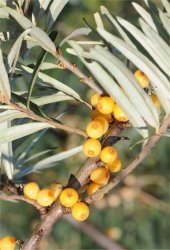 hippophae-rhamnoides
