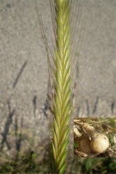 hordeum-bulbosum
